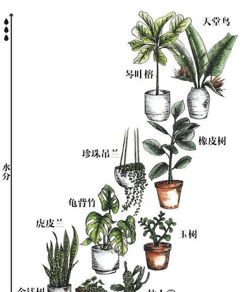 常青藤的分盆时间及方法（如何让你的常青藤健康成长）