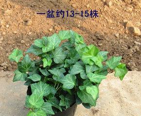 常青藤肥料选择：如何选用最适合常青藤的肥料？