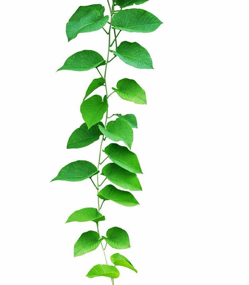 常青藤，一种神秘而古老的植物（探秘常青藤）