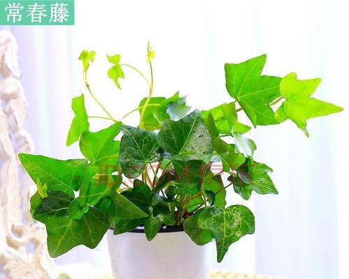 常青藤的生长环境（水培和土培哪种更好）