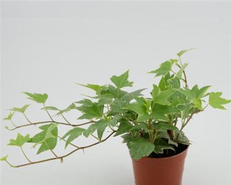 探究常青藤生长的光照需求（探究常青藤生长的光照需求）
