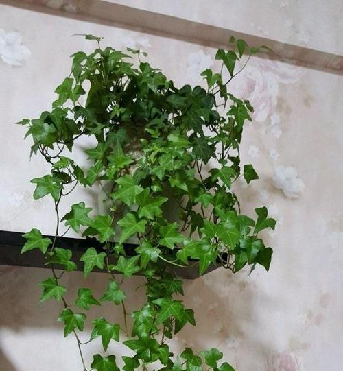 常青藤（盆栽大小的选择对常青藤生长的影响）