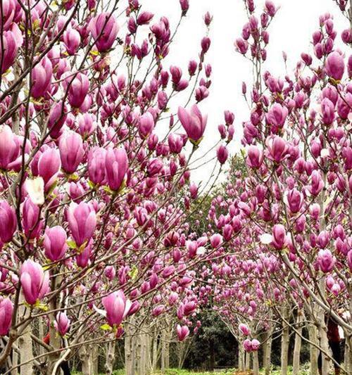 紫玉兰的花语（探寻紫玉兰花语的含义）