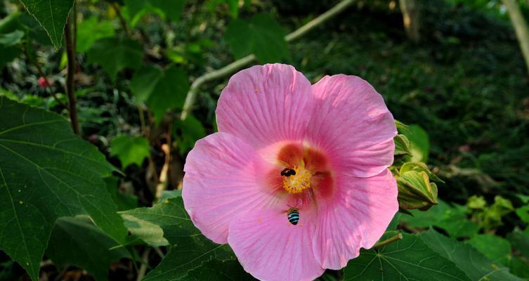 芙蓉花的象征意义及文化价值（探寻芙蓉花的美与深意）