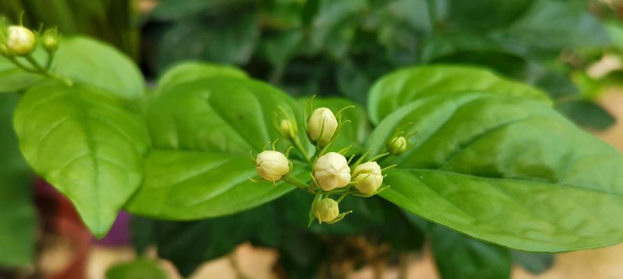 茉莉花的象征意义与文化寓意（茉莉花）