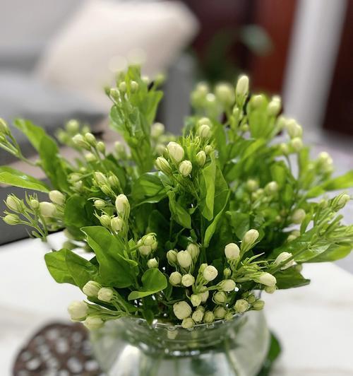 茉莉花的象征意义与文化寓意（茉莉花）