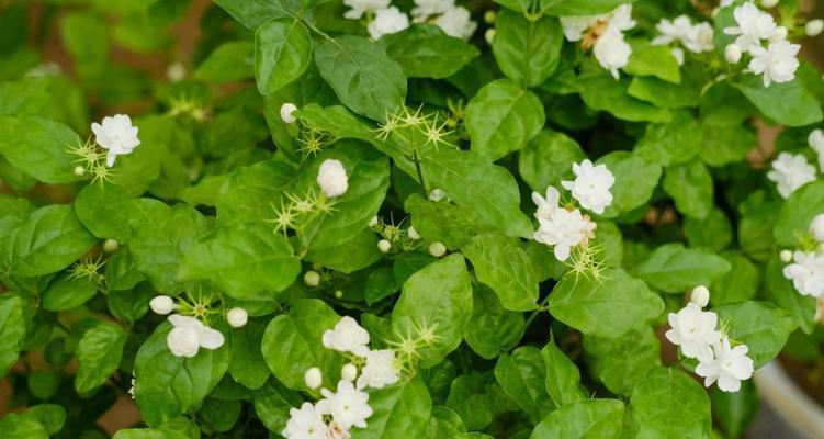 茉莉花的花语与代表意义（香气四溢的茉莉花）