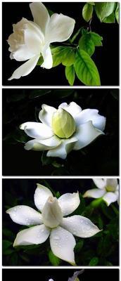 栀子花（探索栀子花的象征意义和文化内涵）
