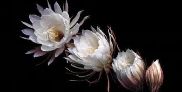 昙花的美丽与深意（昙花花语及其代表的意义）