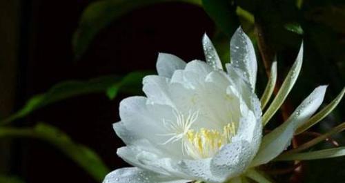 昙花的美丽与深意（昙花花语及其代表的意义）