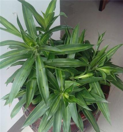 百合竹的寓意与风水象征（摆放风水的注意事项与禁忌）