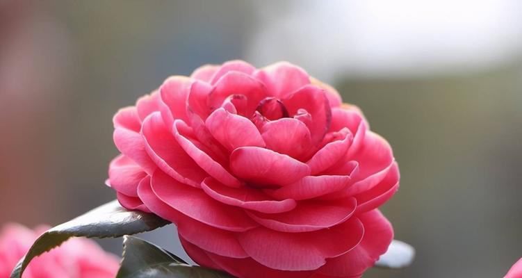 茶花的花语与寓意（探秘茶花的神秘世界）