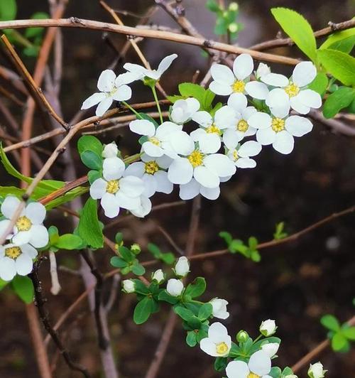 积极向上的植物（探索积极向上的植物）