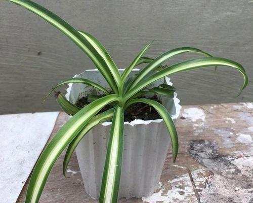 吊兰花开的寓意与象征（吊兰花的开花预示着什么）