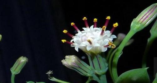 吊兰花开的寓意与象征（吊兰花的开花预示着什么）