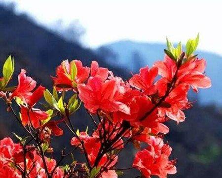 杜鹃花象征的生肖之谜（揭秘杜鹃花背后的十二生肖密码）