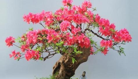 杜鹃花象征的生肖之谜（揭秘杜鹃花背后的十二生肖密码）