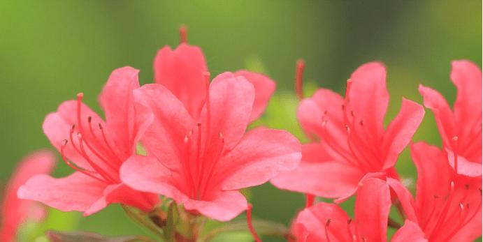 杜鹃花象征的生肖之谜（揭秘杜鹃花背后的十二生肖密码）