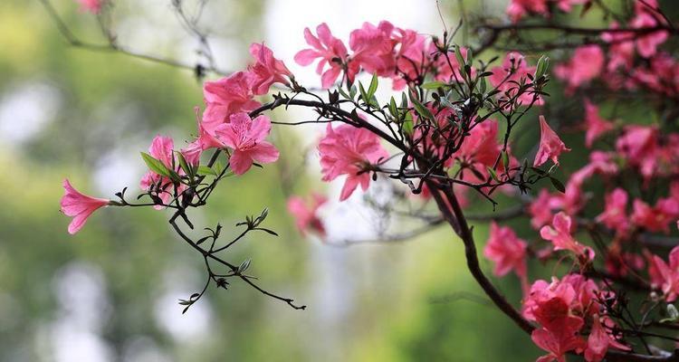 杜鹃花的象征意义与文化内涵（揭示杜鹃花所代表的意义及其在文化中的重要地位）