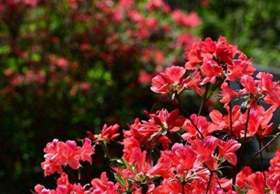 杜鹃花的风水寓意与摆放位置（揭秘杜鹃花的吉祥之意）