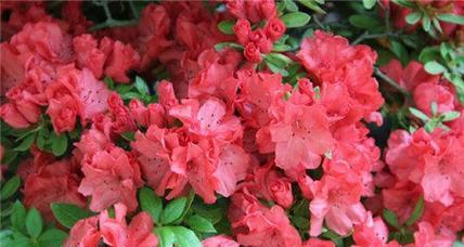 杜鹃花的花语与象征意义（探寻杜鹃花的深层内涵）