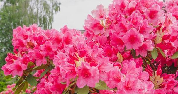 杜鹃花的花语与寓意（杜鹃花）