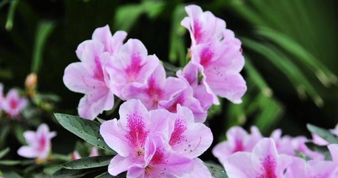 杜鹃花的花语与寓意（杜鹃花）