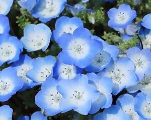 粉蝶花的花语与意义（探寻粉蝶花的象征与传说）