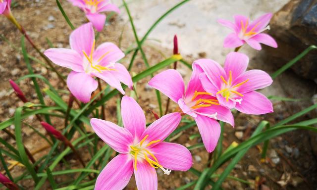 风雨兰的花语与寓意（逆境中的坚强与美丽——风雨兰的意义探索）