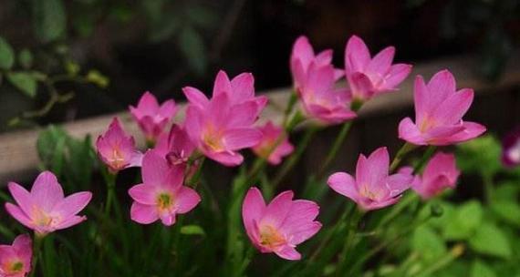 风雨兰的花语与生命哲学（探寻风雨兰的花语之美）
