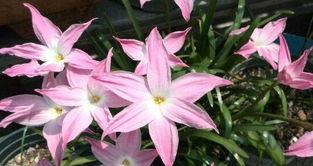 风雨兰的花语与生命哲学（探寻风雨兰的花语之美）