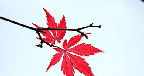 枫叶的象征意义及文化内涵（探寻枫叶的传统）