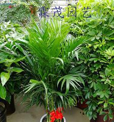 富贵椰子的风水象征与摆放禁忌（解读富贵椰子的吉祥寓意与风水摆放要点）
