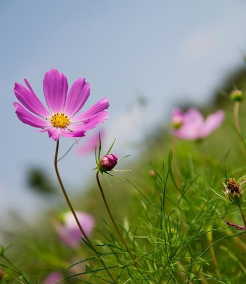 格桑花（揭示格桑花的花语和文化内涵）