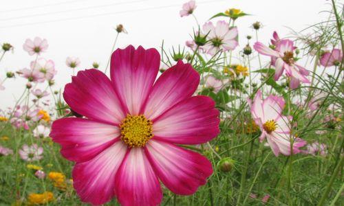 格桑花（揭示格桑花的花语和文化内涵）