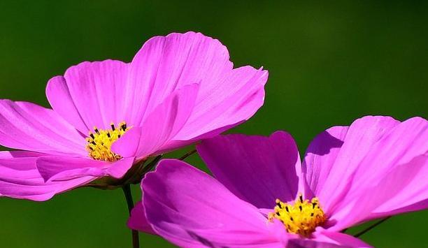 格桑花（揭示格桑花的花语和文化内涵）