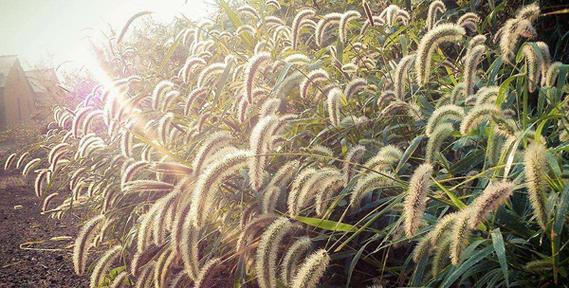 狗尾巴草的象征意义及寓意（从自由和坚韧到忍耐和适应力）