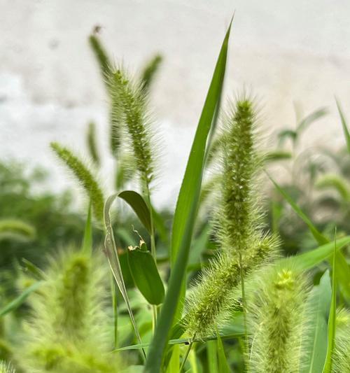 狗尾巴草的象征意义及寓意（从自由和坚韧到忍耐和适应力）