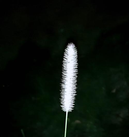 狗尾草花语之爱情的含义（探寻狗尾草花语中的爱情象征）