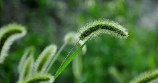 狗尾草花语之爱情的含义（探寻狗尾草花语中的爱情象征）