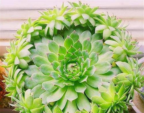 观音莲花（揭示观音莲花的寓意与象征）