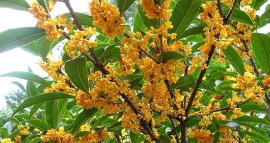 桂花树的寓意与象征风水（传承的芳香）