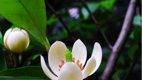 含笑花风水之谜（探索含笑花的吉祥之道）