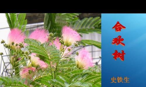 合欢树的风水作用与寓意（探寻合欢树在风水学中的奥秘）
