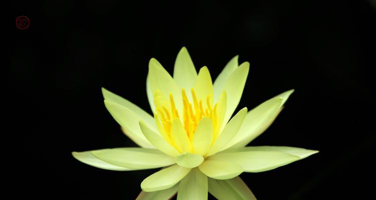 黑色莲花的象征意义——黑暗中的美丽（探寻黑色莲花的神秘魅力）