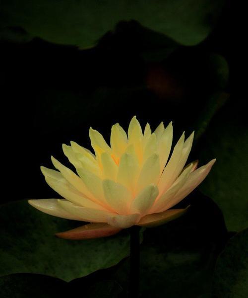 黑色莲花的象征意义——黑暗中的美丽（探寻黑色莲花的神秘魅力）