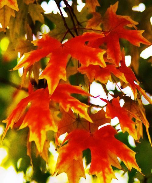 红枫花（红枫花语和寓意的奇妙世界）