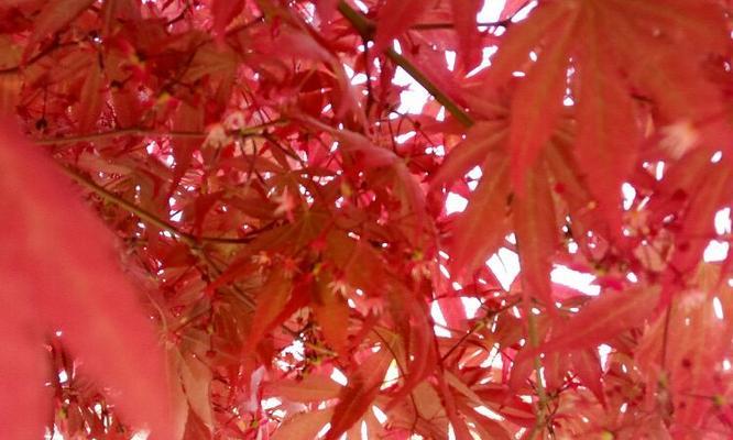 红枫花（红枫花语和寓意的奇妙世界）