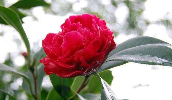红色山茶花的花语及代表意义（红色山茶花的美丽和寓意）