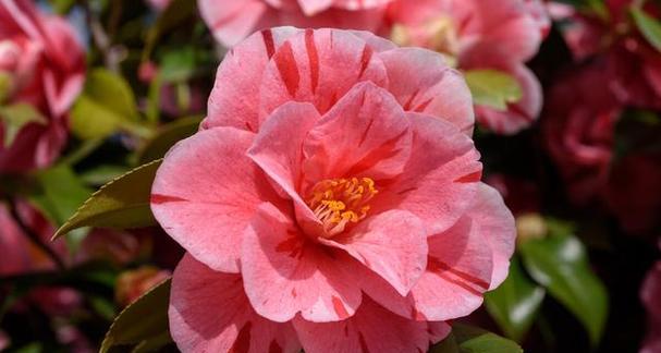 红山茶花（恒古不变的芬芳诠释）